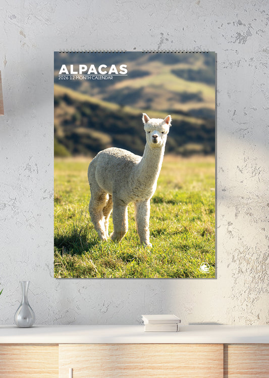 Alpacas - A3 Calendar 2026