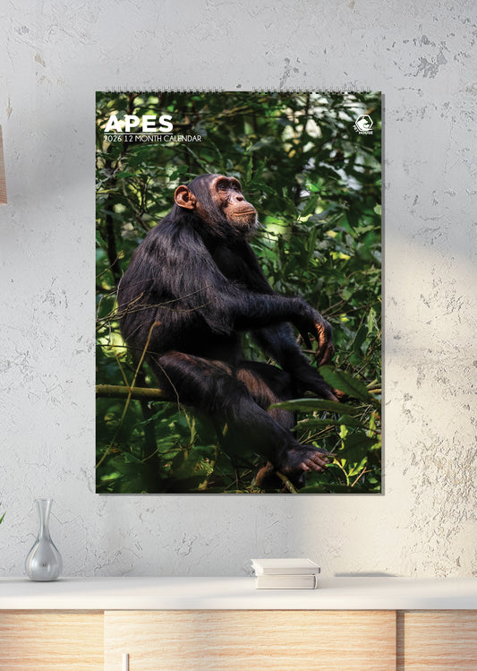 Apes - A3 Calendar 2026