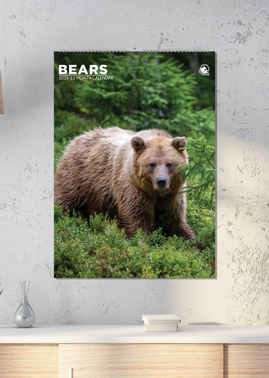 Bears - A3 Calendar 2026
