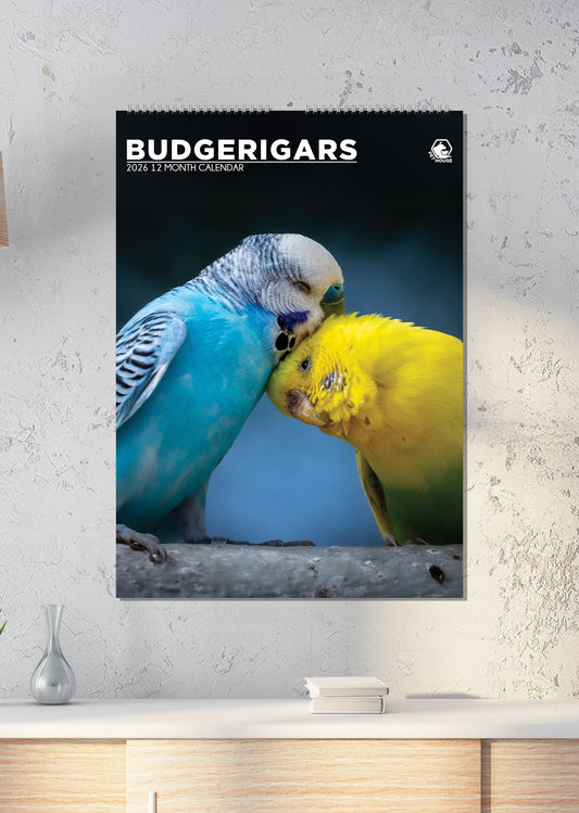 Budgerigars - A3 Calendar 2026