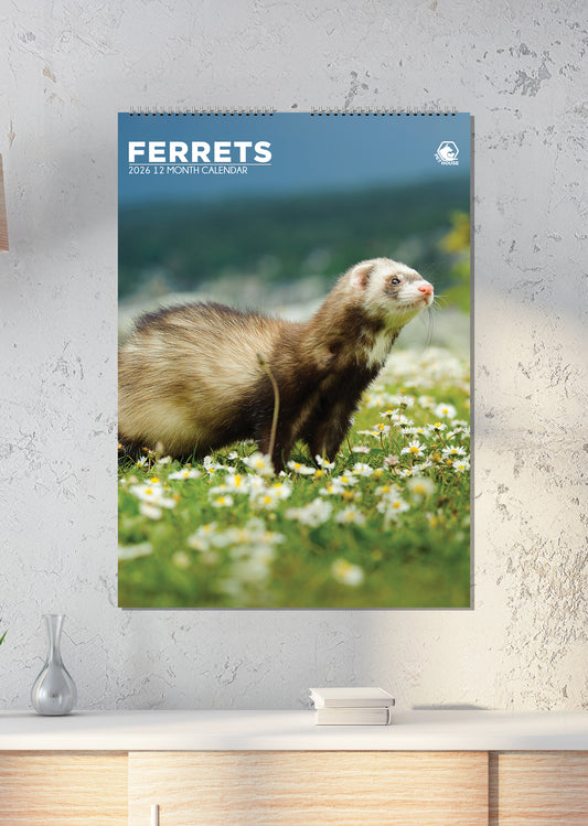 Ferrets - A3 Calendar 2026