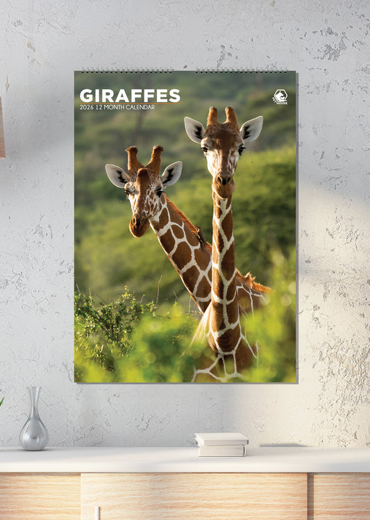 Giraffes - A3 Calendar 2026