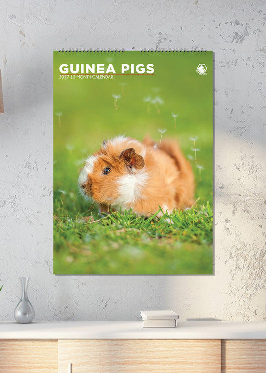 Guinea Pigs - A3 Calendar 2027