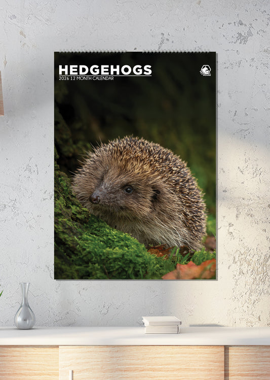 Hedgehogs - A3 Calendar 2026