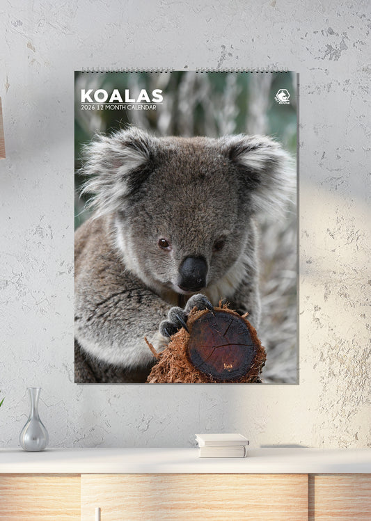Koalas - A3 Calendar 2026