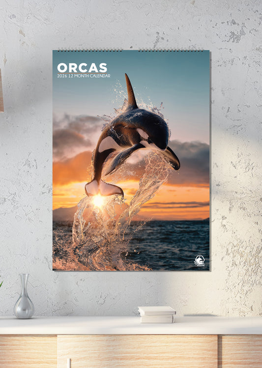 Orcas - A3 Calendar 2026