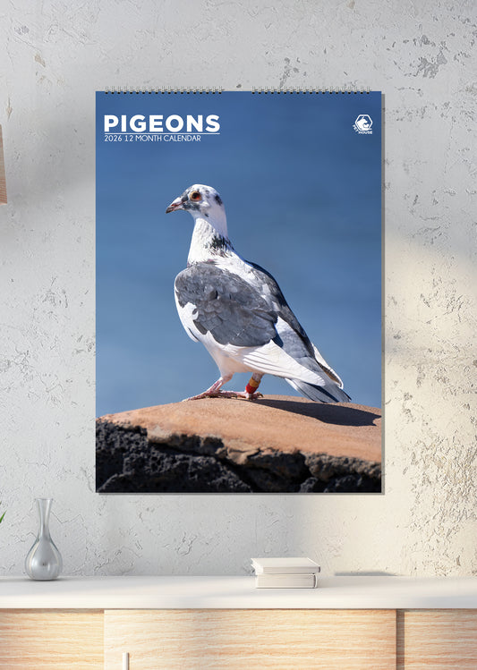 Pigeons - A3 Calendar 2026