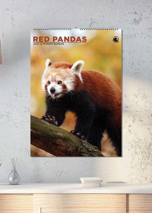 Red Panda - A3 Calendar 2026