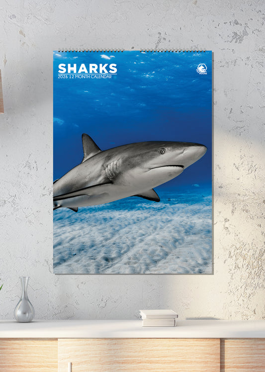 Sharks - A3 Calendar 2026
