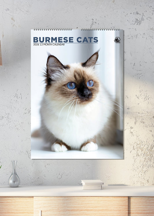 Burmese Cats - A3 Calendar 2026