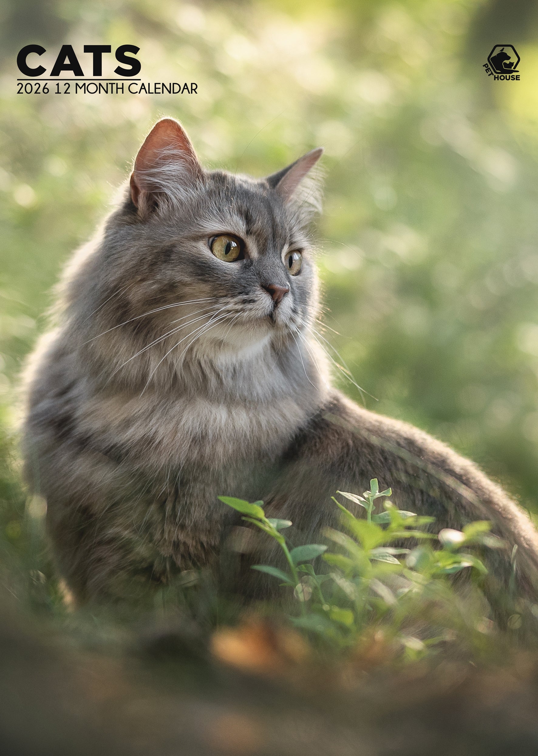 Breeds Long Hair Cats Near Me Persian Cats Long Haired Tabby Cat