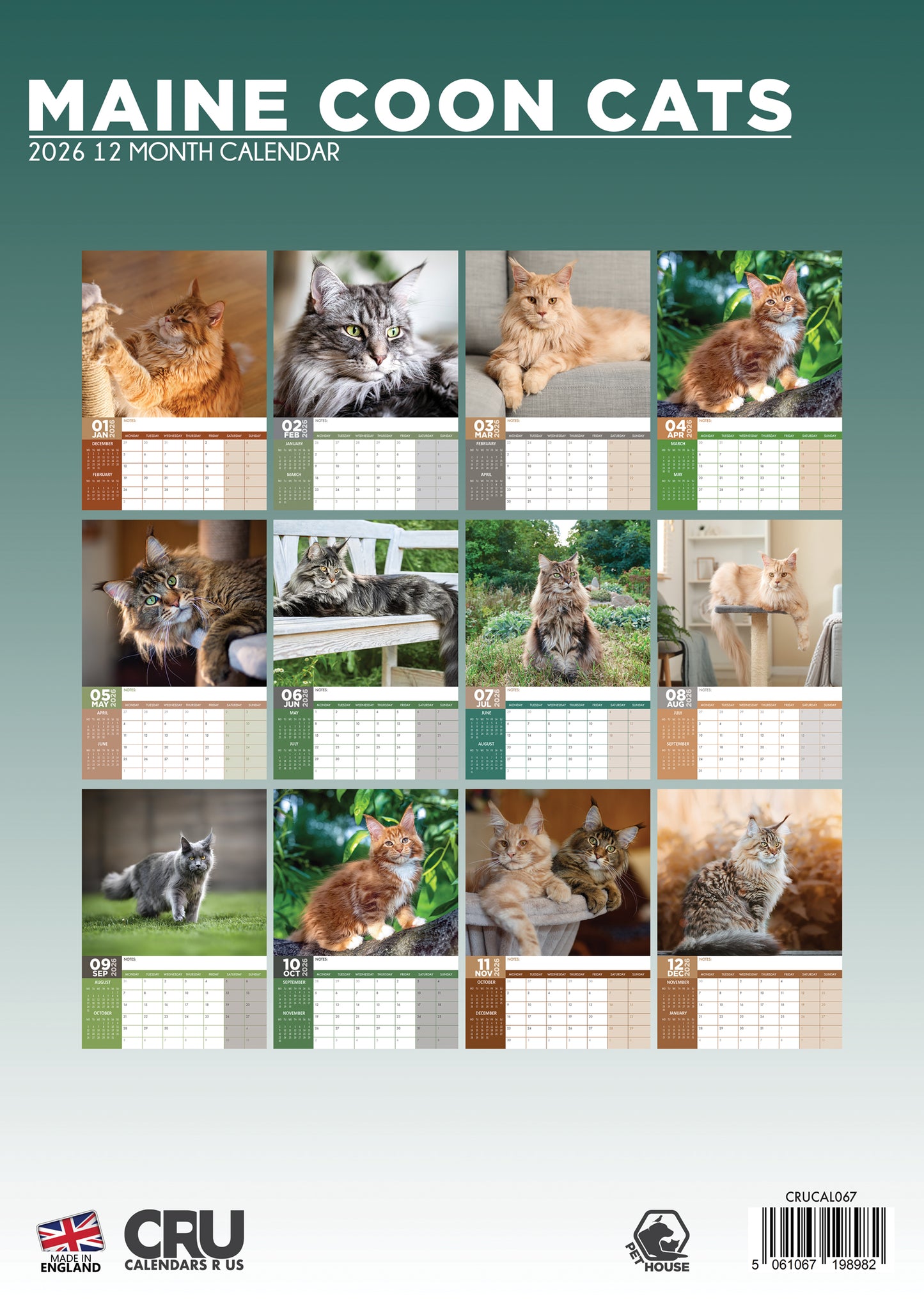 Maine Coon Cats - Calendar 2026