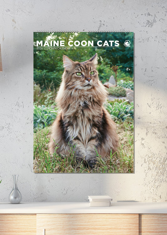 Maine Coon Cats - Calendar 2026