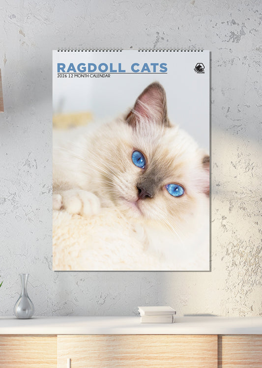 Ragdoll Cats - A3 Calendar 2026