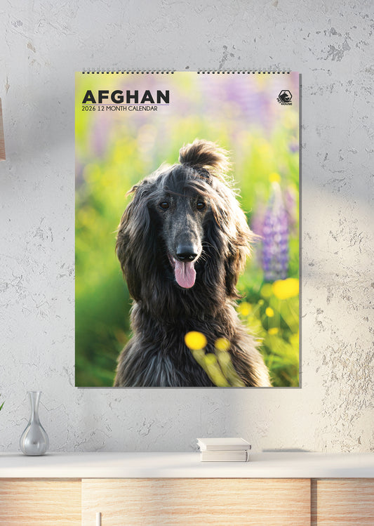 Afghan Hound - A3 Calendar 2026
