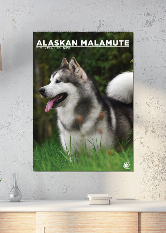Alaskan Malamute - A3 Calendar 2026