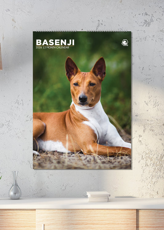 Basenji - A3 Calendar 2026