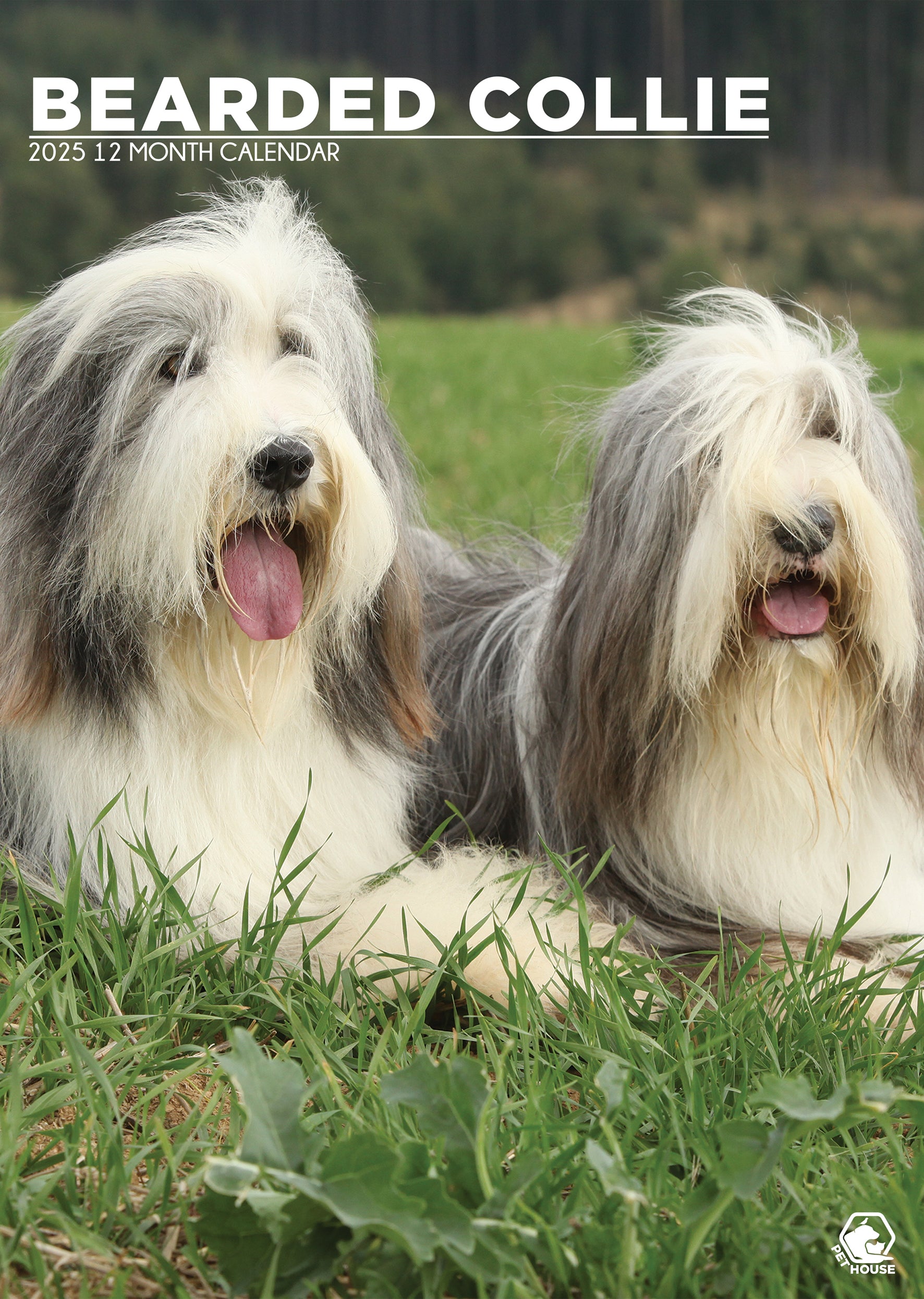 Bearded Collie Calendar 2025 CalendarsRus