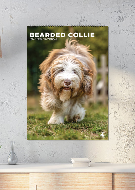 Bearded Collie - A3 Calendar 2027