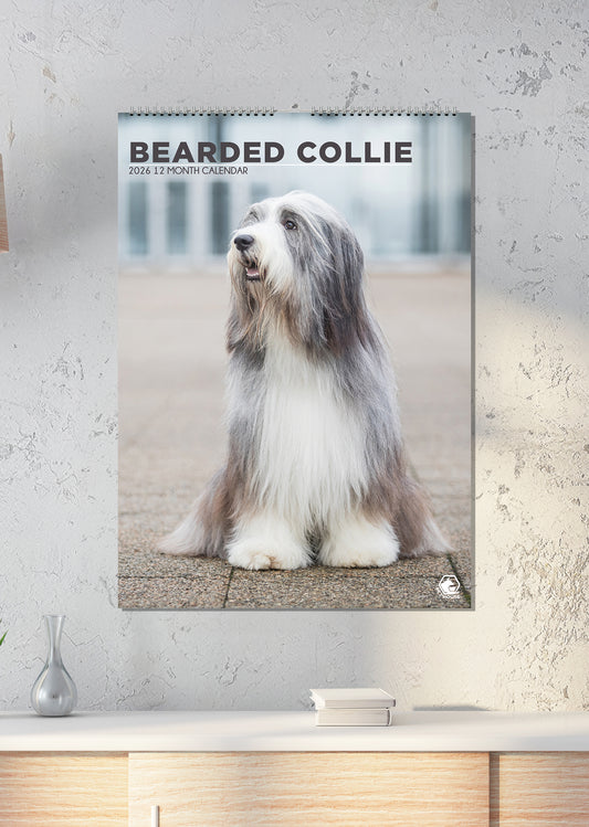 Bearded Collie - A3 Calendar 2026