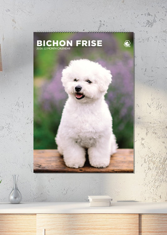 Bichon Frise - A3 Calendar 2026