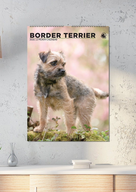 Border Terrier - A3 Calendar 2026
