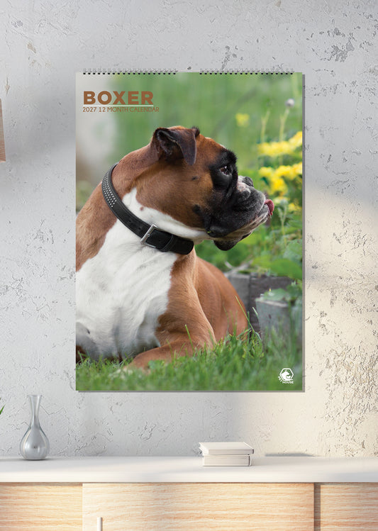 Boxer - A3 Calendar 2027