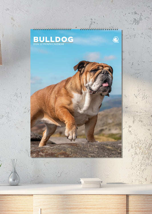 Bulldog - A3 Calendar 2026