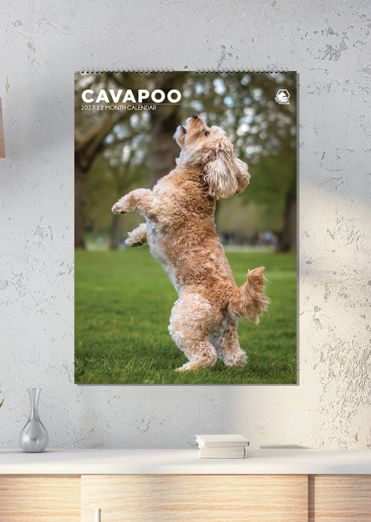 Cavapoo - A3 Calendar 2027
