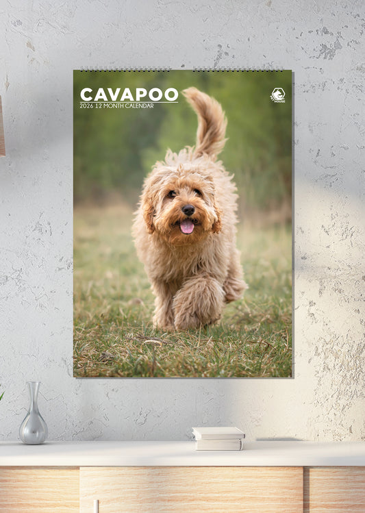 Cavapoo - A3 Calendar 2026
