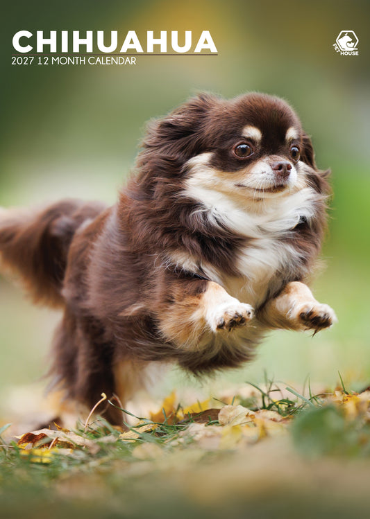 Chihuahua - A3 Calendar 2027