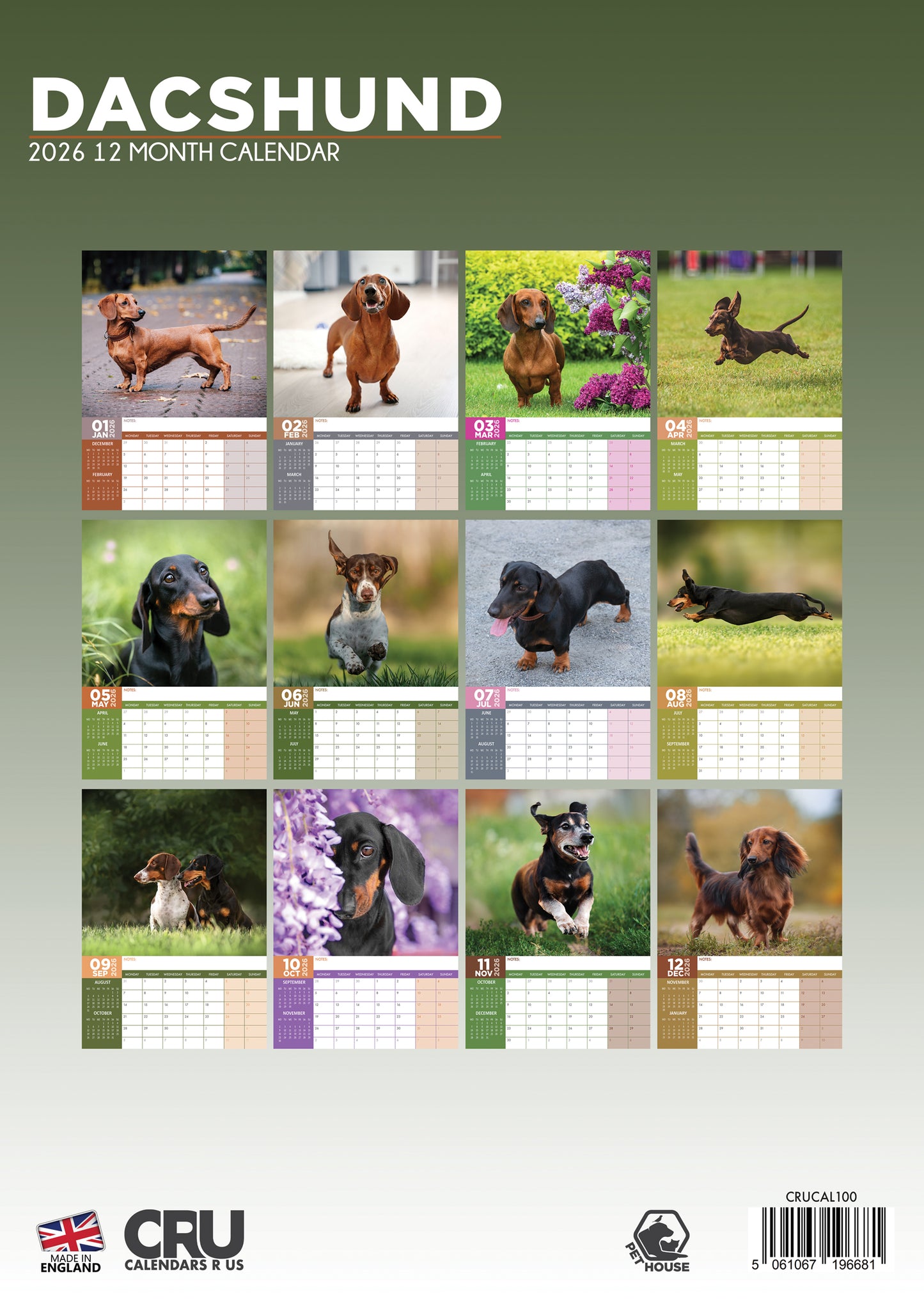 Dachshund - A3 Calendar 2026