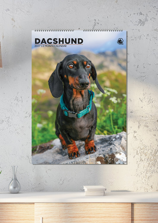 Dachshund - A3 Calendar 2027