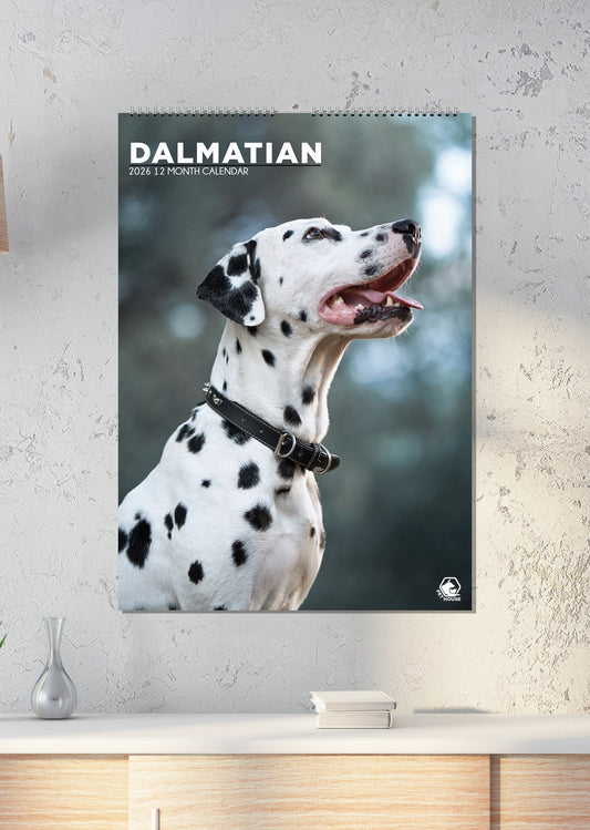 Dalmatian - A3 Calendar 2026