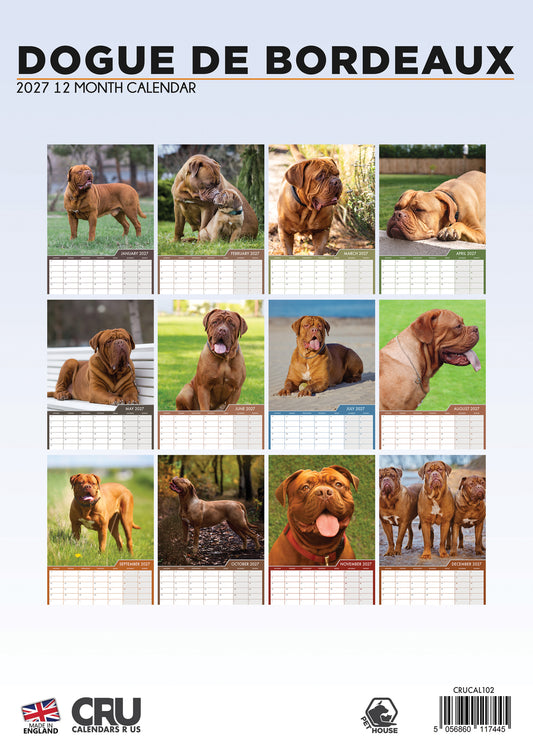 Dogue De Bordeaux - A3 Calendar 2027