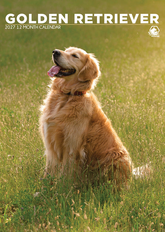 Golden Retriever - A3 Calendar 2027