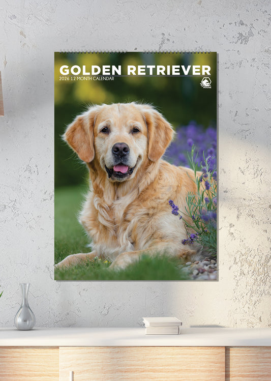 Golden Retriever - A3 Calendar 2026