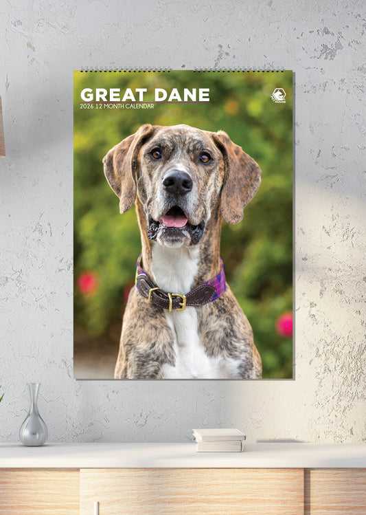 Great Dane - A3 Calendar 2026