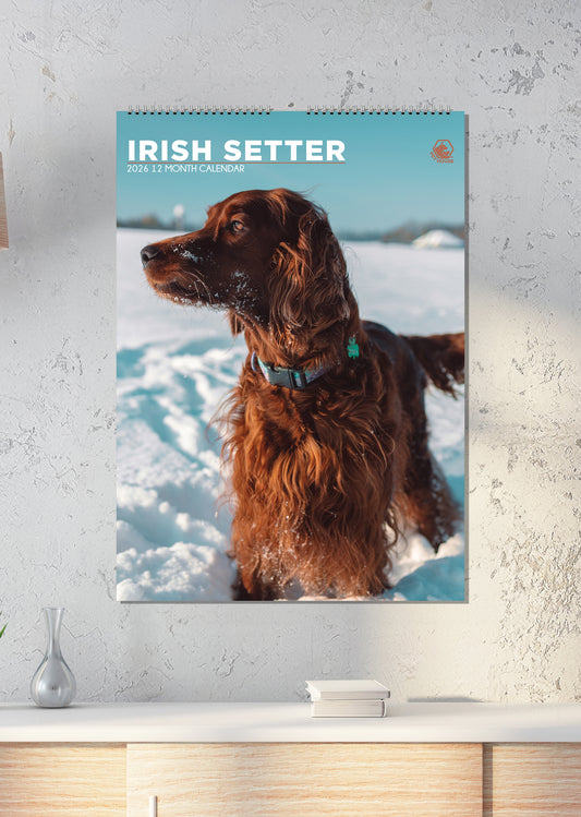 Irish Setter - A3 Calendar 2026
