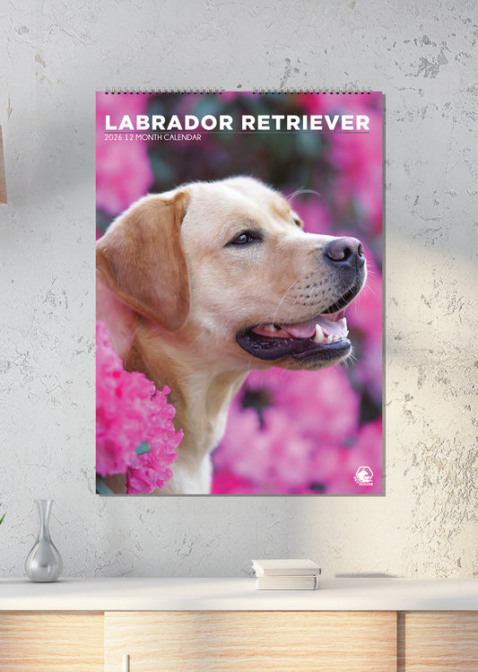 Labrador Retriever - A3 Calendar 2026