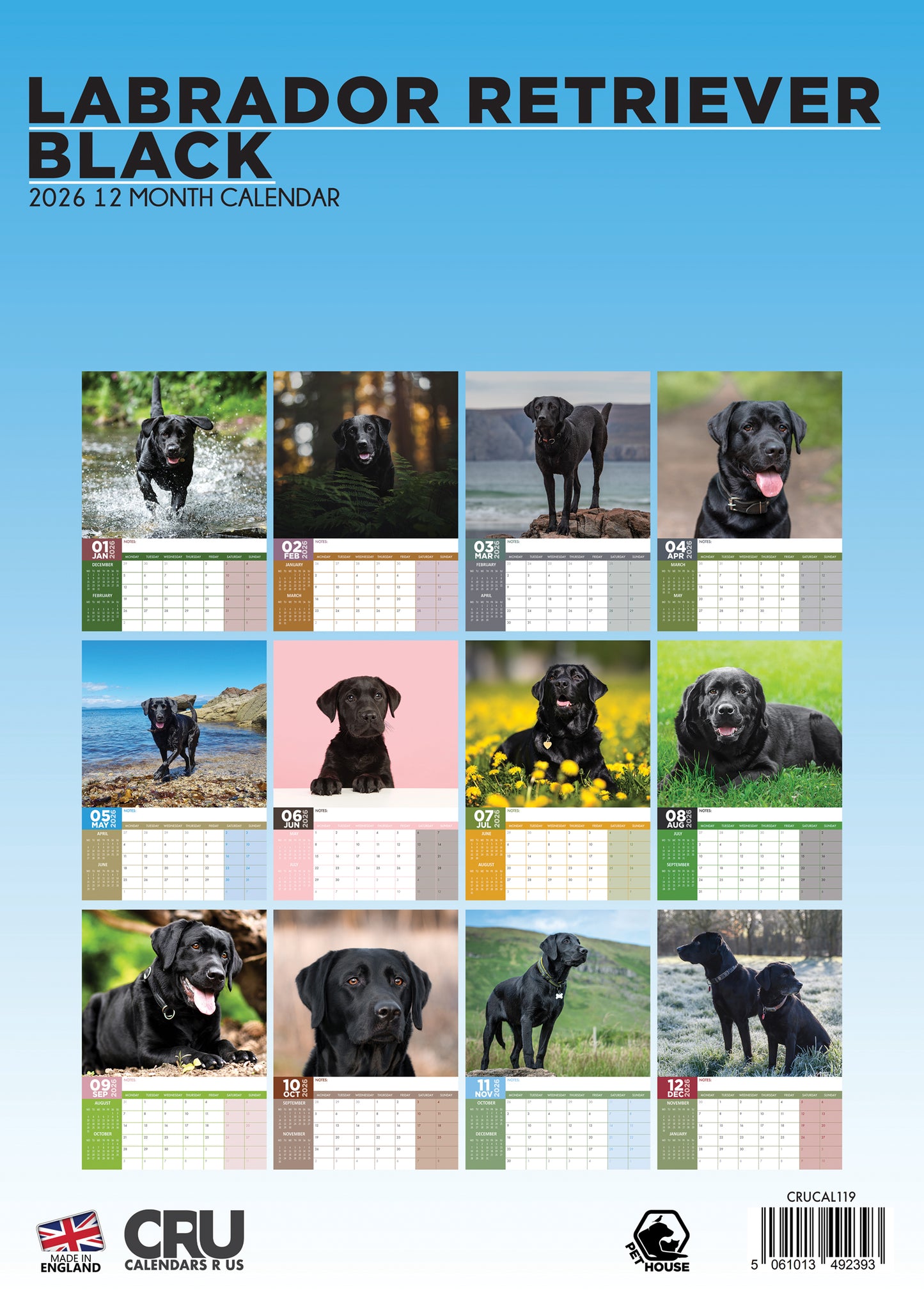 Labrador Retriever Black - A3 Calendar 2026
