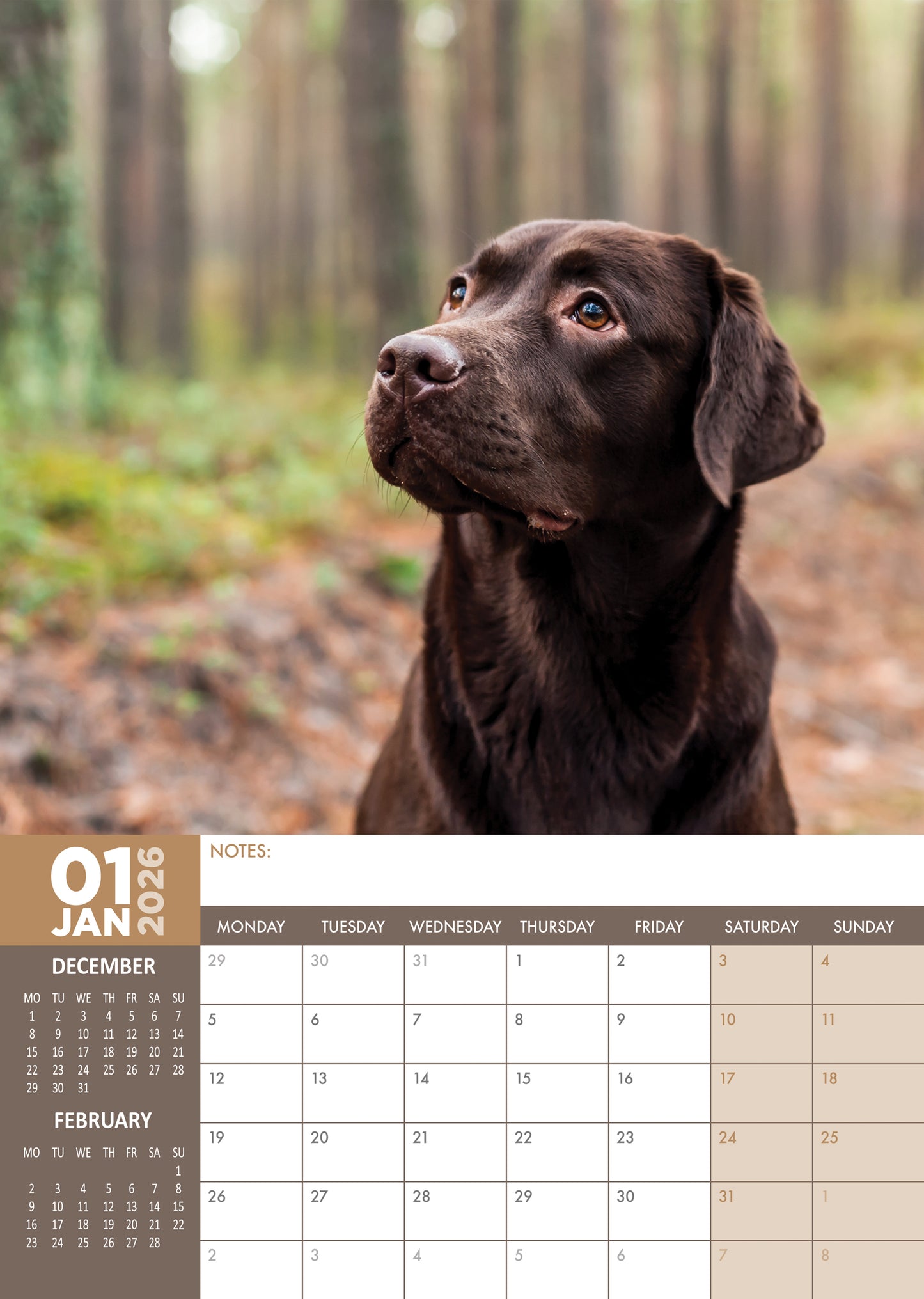 Labrador Retriever Chocolate - A3 Calendar 2026