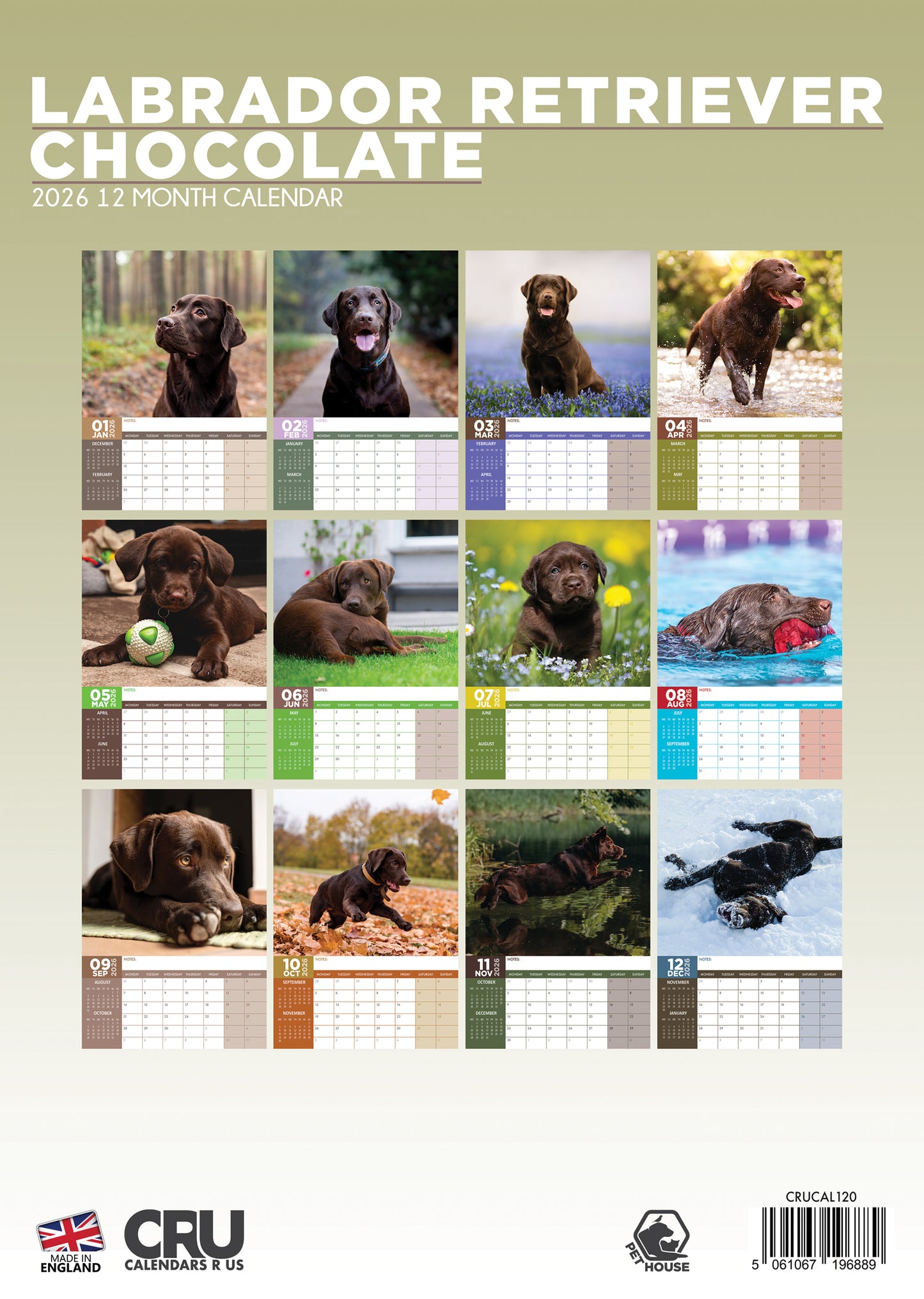 Labrador Retriever Chocolate - A3 Calendar 2026