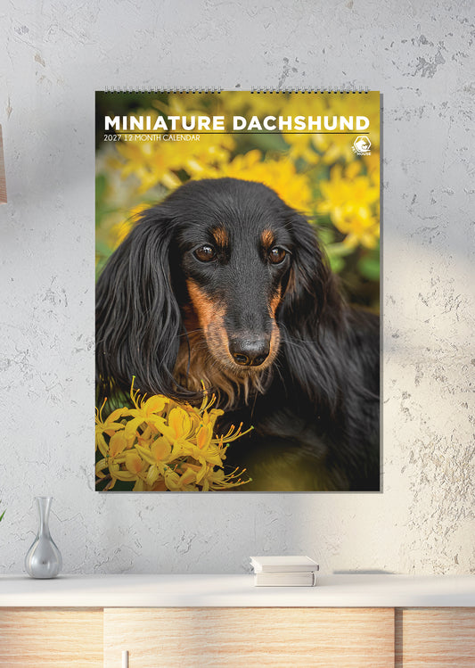 Miniature Dachshund - A3 Calendar 2027