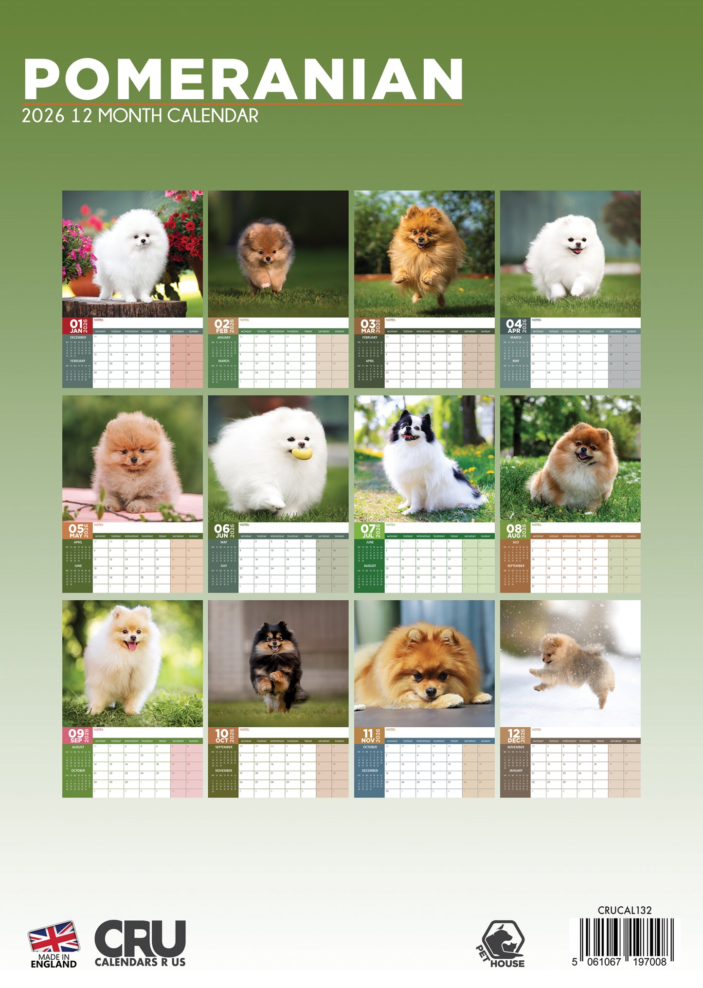 Pomeranian - A3 Calendar 2026