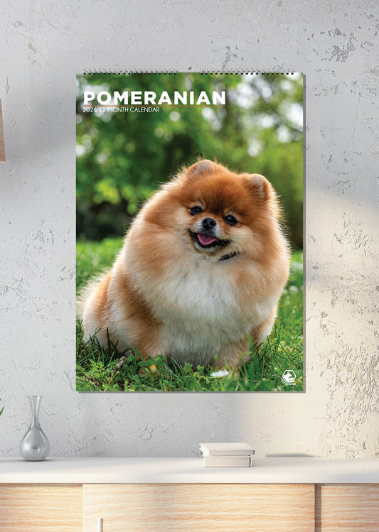 Pomeranian - A3 Calendar 2026