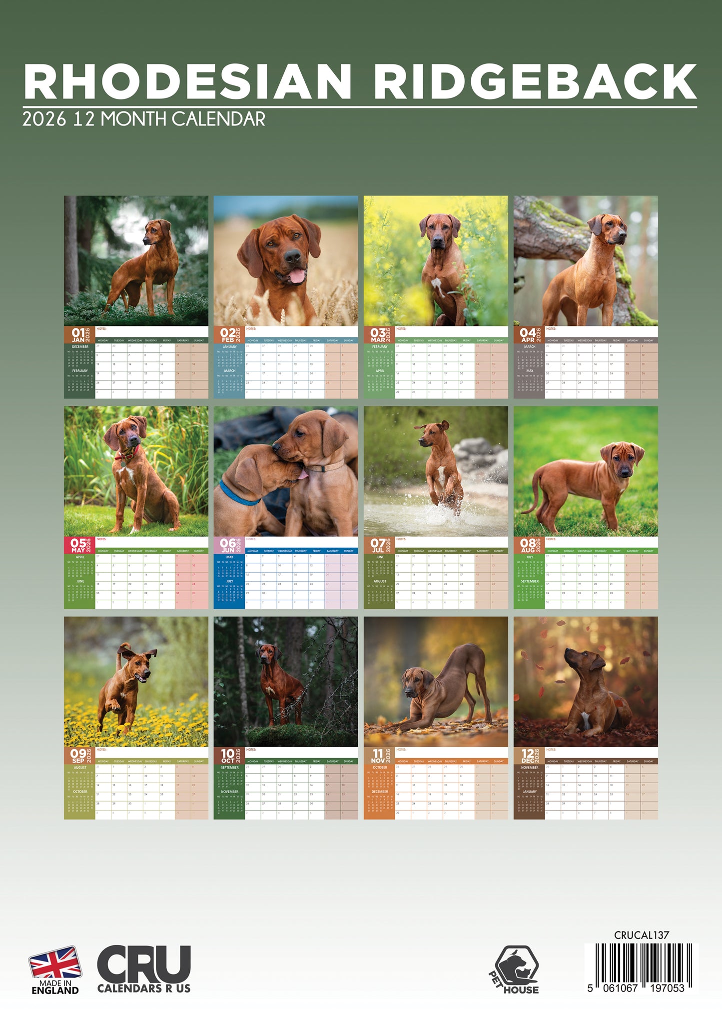Rhodesian Ridgeback - A3 Calendar 2026