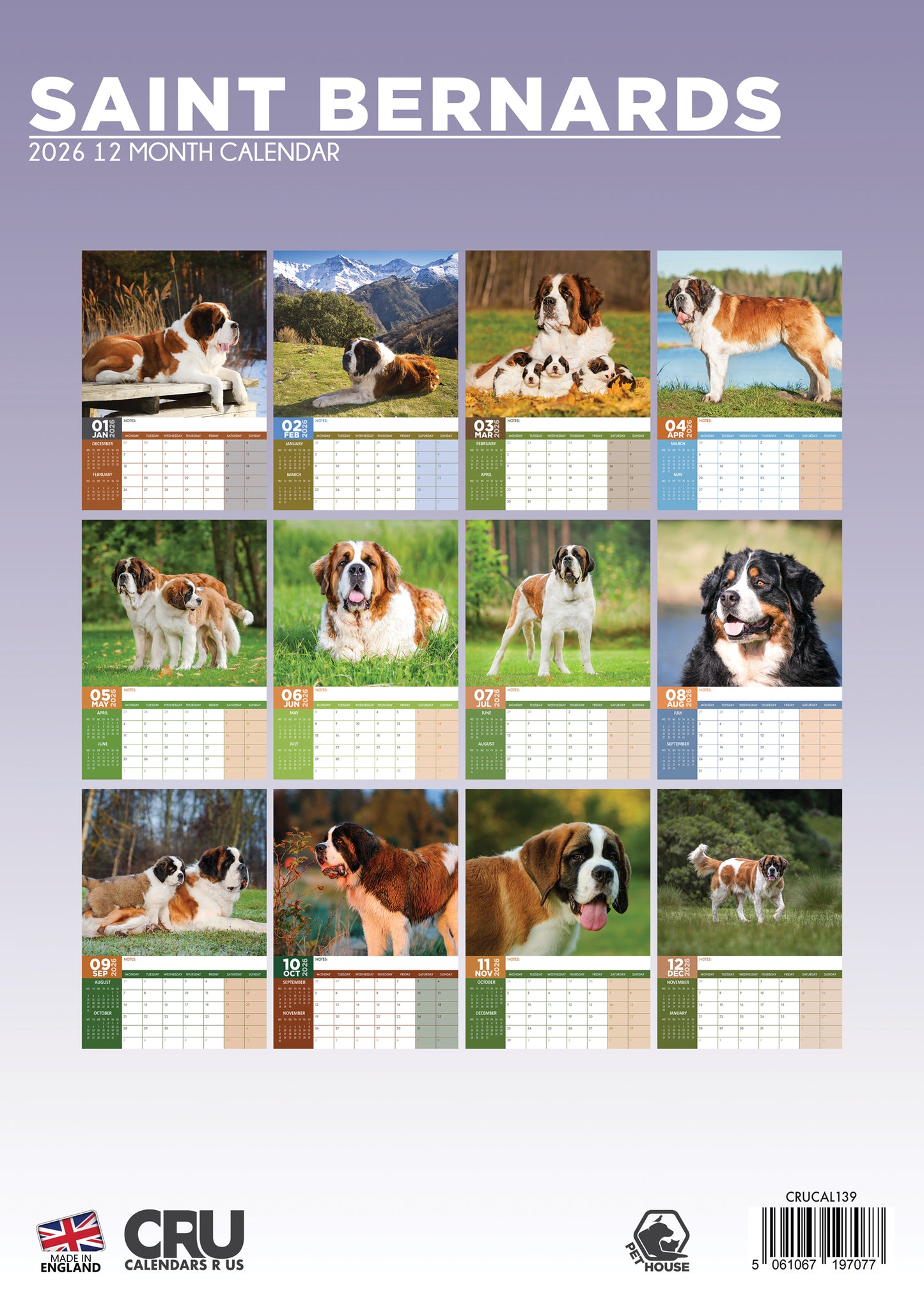Saint Bernard - A3 Calendar 2026