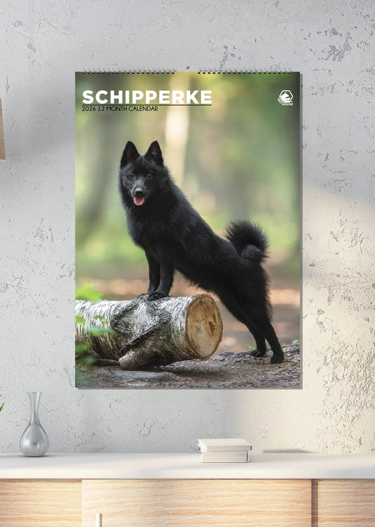 Schipperke - A3 Calendar 2026