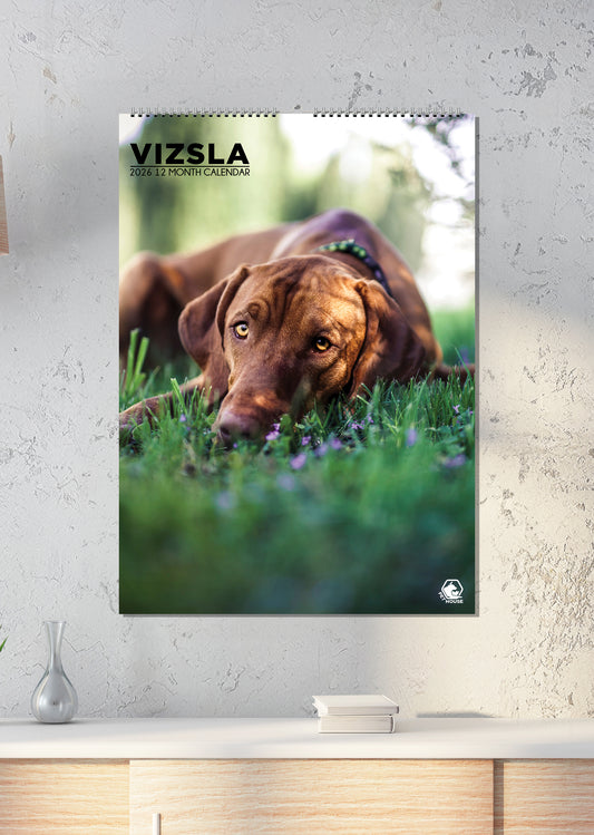 Vizsla Calendar - A3 Calendar 2026